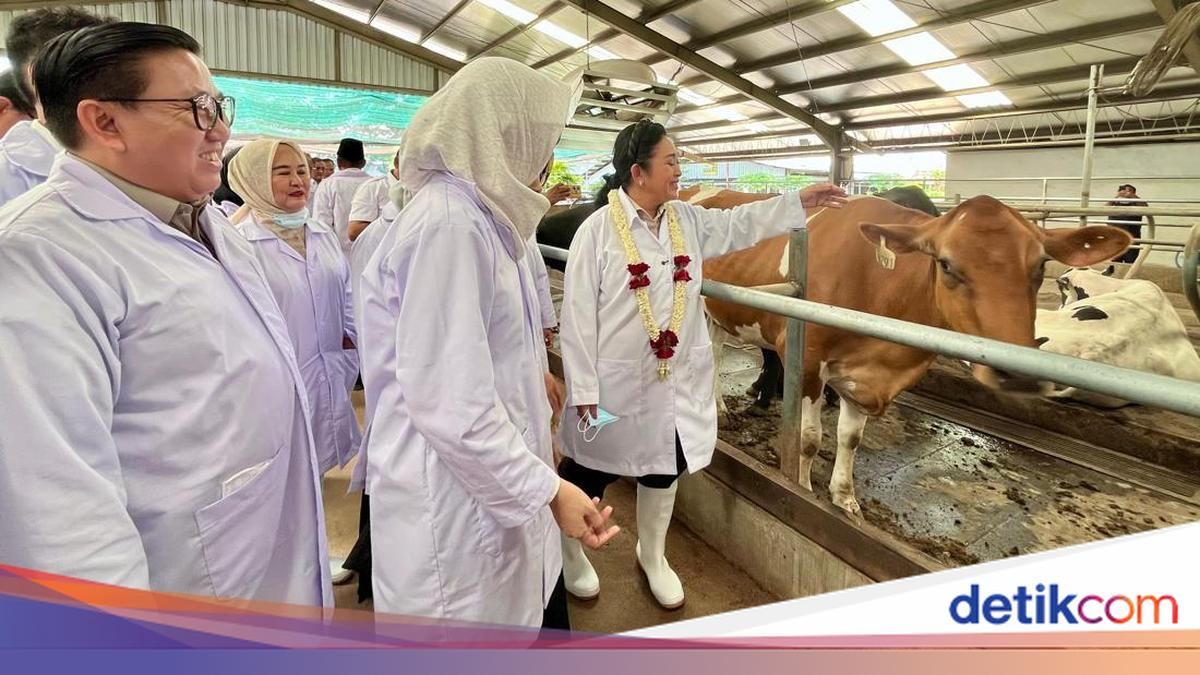 Kebut Swasembada Susu, Pemerintah Targetkan Penambahan 600 Ribu Sapi Perah — gambar dari Detik Finance