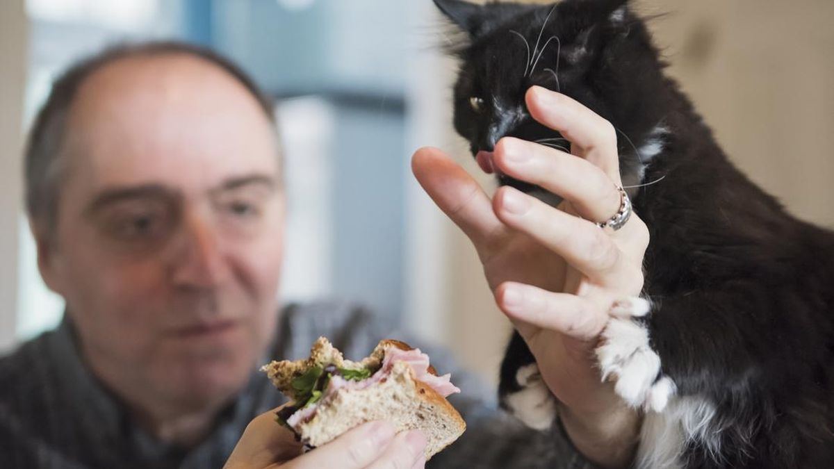 Apakah Kucing Bisa Merasakan Manis? Ini Penjelasannya — gambar dari CNN Indonesia