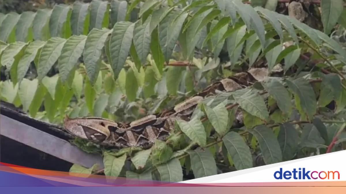 Foto Ular Ganas Bikin Panik Warga dan Polisi, Ternyata Buatan AI — gambar dari Detik Inet