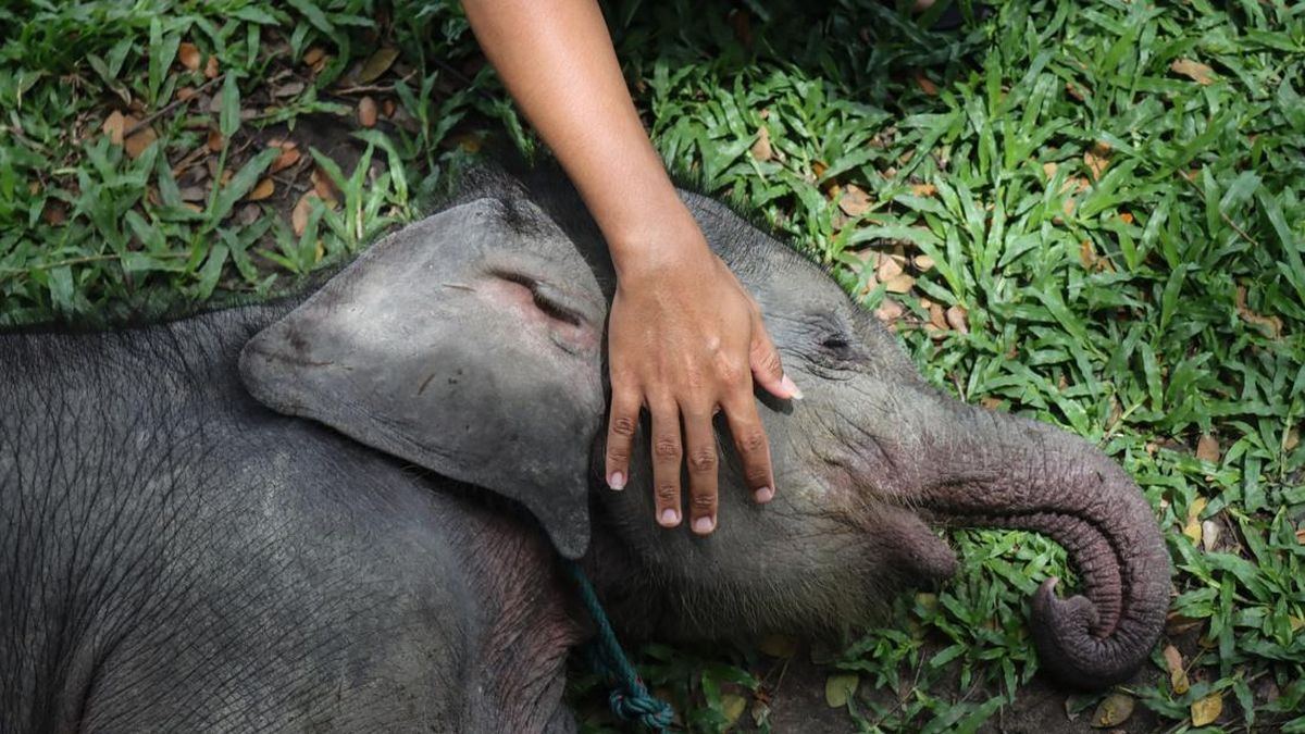 Anak Gajah Mati di Kawasan Konsesi Jambi, BKSDA Turun Tangan — gambar dari CNN Nasional