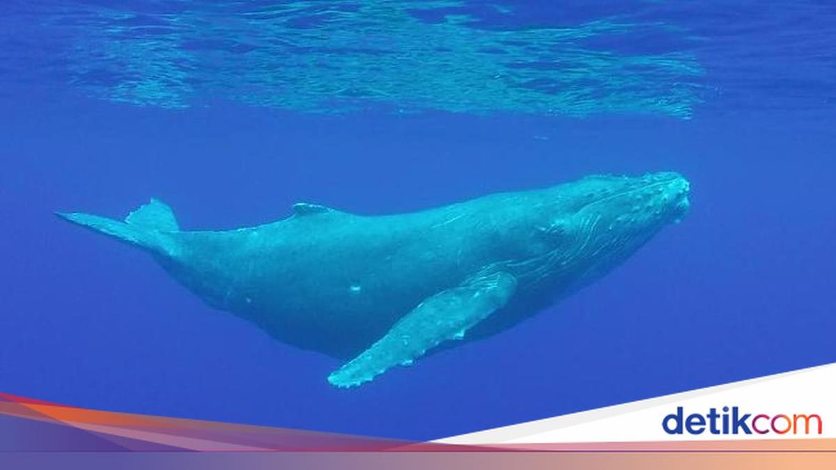 Rahasia Paus Biru Jadi Hewan Terbesar Sejagat, Dinosaurus Kalah — gambar dari Detik Inet