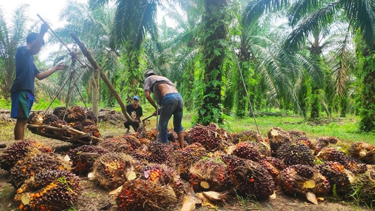 Biometana dari Limbah Sawit, Solusi Energi Rendah Karbon untuk Industri — gambar dari Liputan6 News