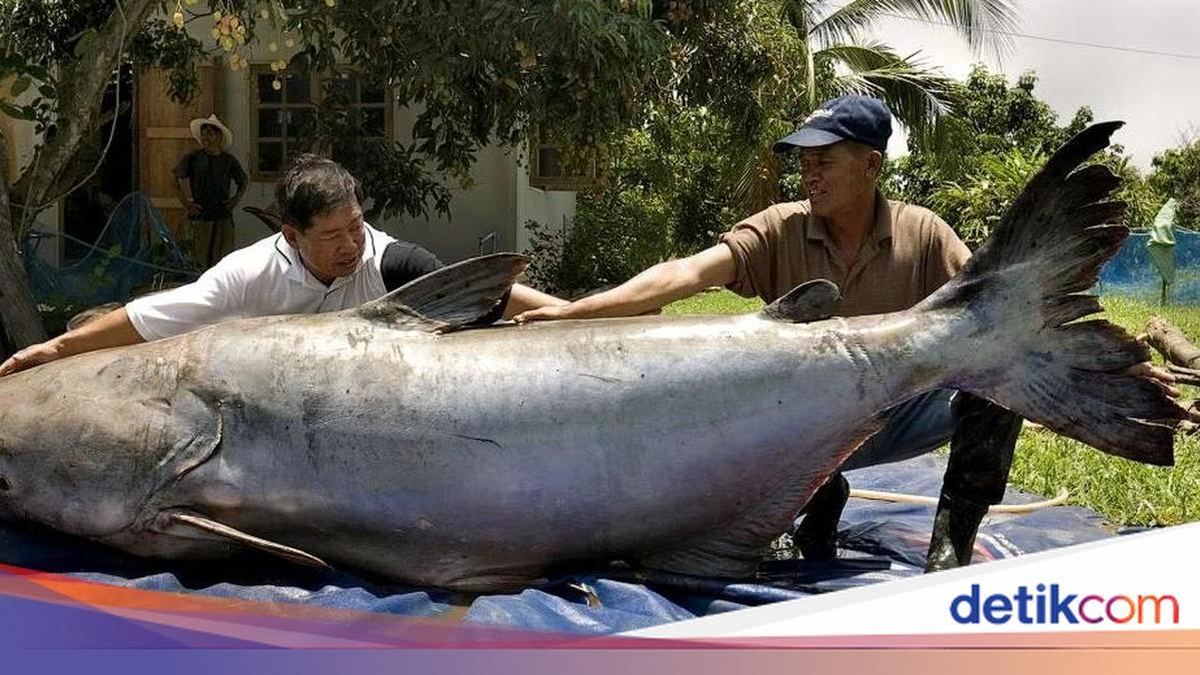 Penangkapan Lele Raksasa Sebesar Beruang, Kejutkan Ilmuwan — gambar dari Detik Inet