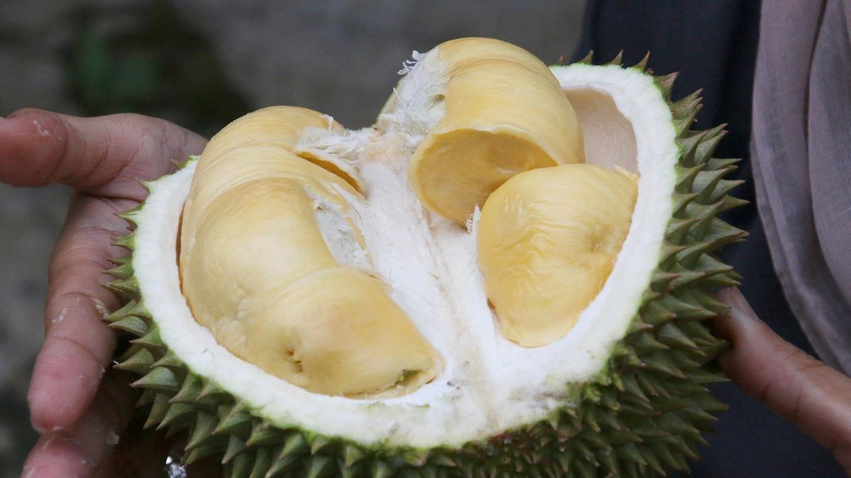 Thailand Kini Gunakan AI untuk Meningkatkan Kualitas Durian — gambar dari CNN Teknologi