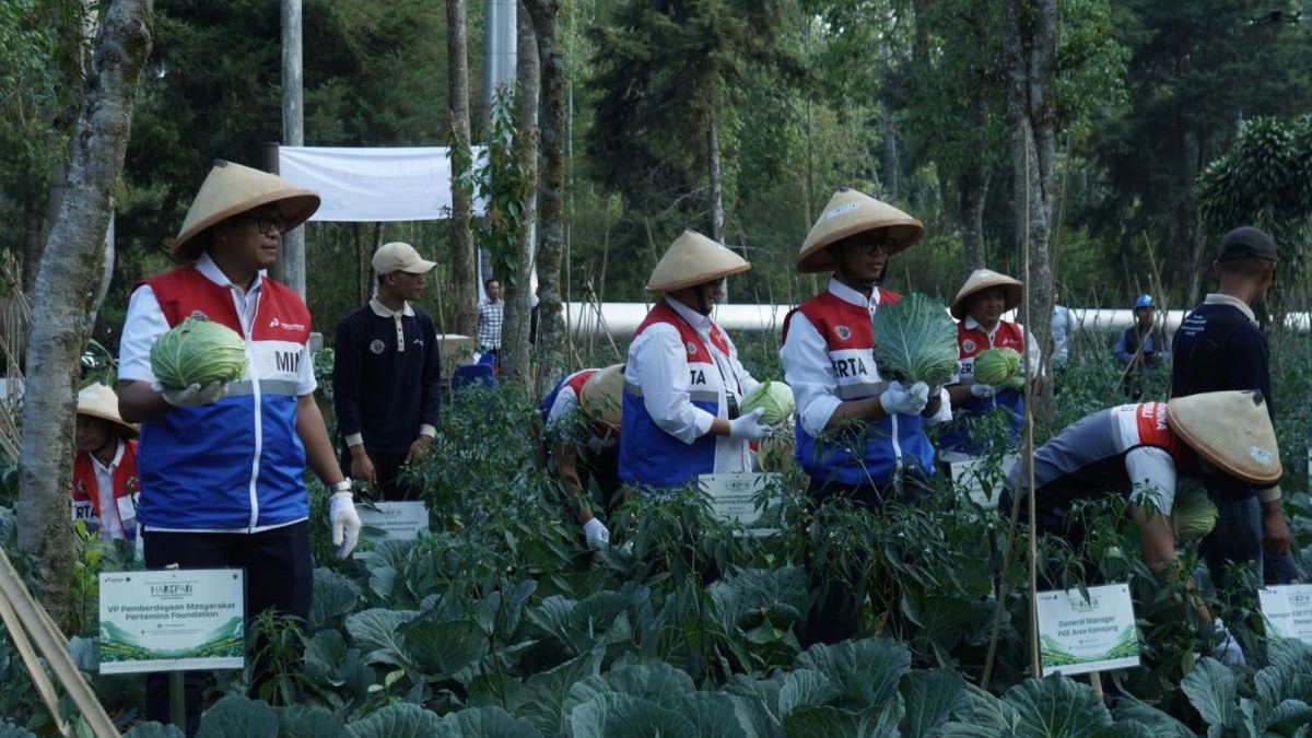 PGE bantu petani Kamojang panen 70 ton kubis lewat inovasi pupuk — gambar dari Antara