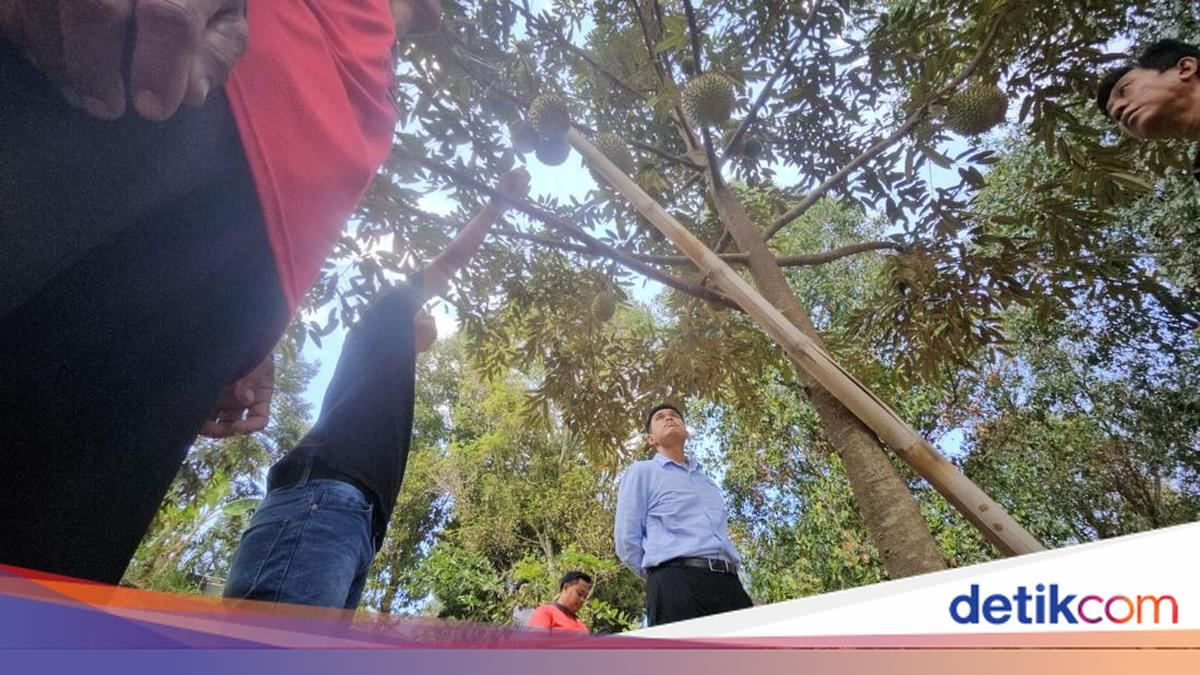 Kementan Percepat HDDAP Buleleng, Benih Manggis & Durian Siap Disalurkan — gambar dari Detik Finance